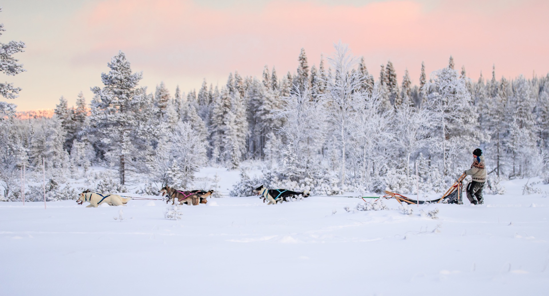 Erä-Suden huskysafarit